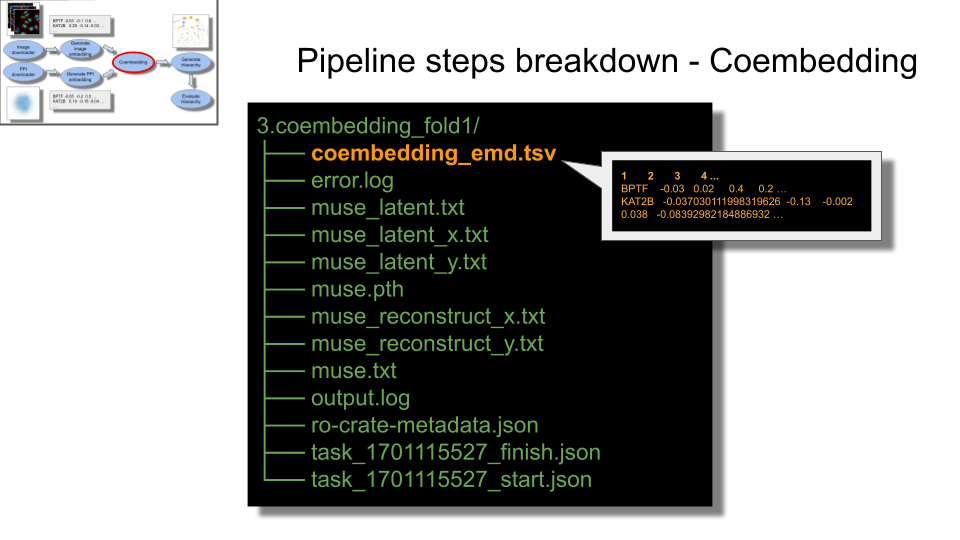 list of common files created in 3.coembedding_fold# directories